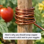 Do you eat avocados? Avoid these 10 dan.gerous avocado mistakes every adult should know.