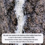 How to Propagate a Christmas Cactus: Step-by-Step Guide