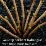 11 Flowers That Love Coffee Grounds – Boost Blooms Naturally!