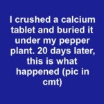 I mixed a clump of hair from my hairbrush into the potting soil. 1 month later, this is what happened