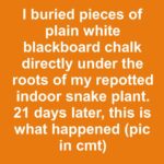 I buried pieces of an old kitchen sponge directly under my bare-root strawberry crowns. 14 days later, this is what happened