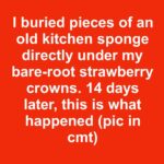 Prune fruit trees at the right moment to boost blooms and fruit later