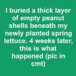 I placed plain cotton balls under the dirt of my early spring tomato seed starters. 14 days later, this is what happened