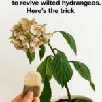 Lady threads 50 colorful hollow plastic eggs onto thick bare yard branches. This idea is taking over the internet for living room decor!