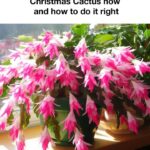 20 Excellent Benefits & Uses of Nasturtium in the Garden