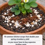 Got hydrangeas? 10 crucial march pruning tricks you need to do right now before they wake up for giant flower heads