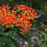 15 Flowers to Plant Outdoors This Month