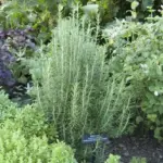 The Egg Carton Method: The Fastest, Easiest Way to Plant Bulbs Perfectly