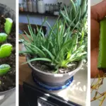 12 Perennials You Should NOT Cut Back in March