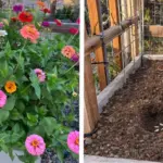 20 Excellent Benefits & Uses of Nasturtium in the Garden