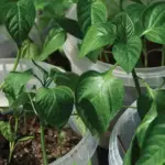 I gave my pregnant neighbor $200 because I felt sorry for her. I didn’t know that money was just the beginning of my husband’s secret.