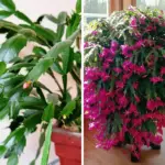 14 Perennials to Plant in March for Years of Blooms