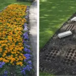 The Egg Carton Method: The Fastest, Easiest Way to Plant Bulbs Perfectly