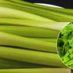 Grow 30+ Cucumbers in One Bucket – The Vertical Trellis Method Gardeners Are Copying Everywhere