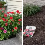 Banana Peel Flour: The Potassium “Power-Up” That Helps Roses Bloom All Summer