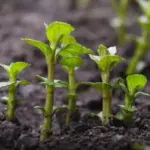 This Is Why Every Garden Needs a Rosemary Bush by the Front Door