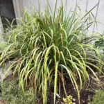 Put Bay Leaves in Salt: 7 Traditional Uses You Should Know