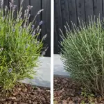 Basil Care in Spring: 6 Tips for Faster Growth and More Leaves