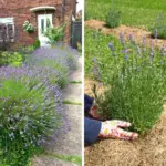 Don’t Toss That Tea Bag – Tuck It in a Pot Instead (Here’s Why)