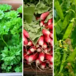 Why Your Snake Plant Isn’t Growing: 9 Common Mistakes