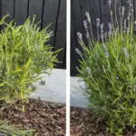 25 Perennials That Come Back Every Year