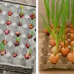 This Is Why Every Garden Needs a Rosemary Bush by the Front Door