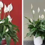 Why Everyone Should Have a Snake Plant at Home: 8 Reasons