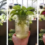 This is Why Everyone Should Plant a Lavender Hedge