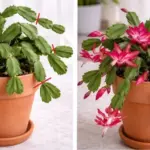 Got hydrangeas? 10 crucial march pruning tricks you need to do right now before they wake up for giant flower heads