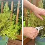 When my pregnancy was dismissed and no one seemed to care—until one unexpected voice finally stood up for me.