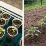 10 Vegetables to Plant Before April for a Big Summer Harvest