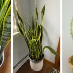 How to Make a Peace Lily Bloom Continuously (Not Just Once a Year)