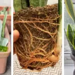 9 Plants That Protect Strawberries (Just by Growing Around Them)