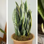 20 Best Plants to Grow in March