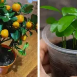 Hydrangea Care in April: 7 Things to Do for Bigger Blooms