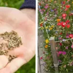 How to Make a Peace Lily Bloom Continuously (Not Just Once a Year)