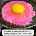 Lavender Bush Before May to Ensure Massive Blooms