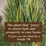 🌿 Spearmint and Lemon Tea: A Simple Natural Remedy for Cold Relief