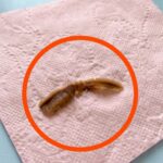 If a woman has small breasts, it means that her part …