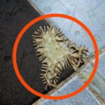 I came across this in my girlfriend’s bathroom, and I’ve been staring at it for an hour—I still have no idea what it’s supposed to be.