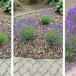 Why You Should Put a Peppermint Plant in Your Entryway – The Benefits Are Surprising