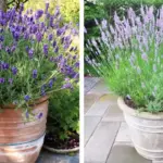 Why You Should Put a Lavender Plant in Your Entryway
