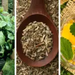 12 Rain Garden Plants that Will Beatify Your Entire Outdoor Space