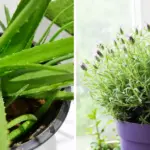 Especially after 60: Who should an older person live with?