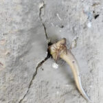 I opened a can of Spam and found it sitting in a clear jelly. Is that normal or did it go bad