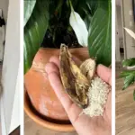 Got A Rosemary Bush? Here’re 20 Brilliant & Unusual Ways To Use All That Rosemary