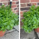 Place a Few Whole Star Anise in Your Windowsills – The Secret Reason to Start Today