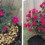 Why Every Yard Needs Coneflowers: 7 Long-Term Benefits for Your Local Ecosystem