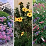 Why Every Yard Needs Coneflowers: 7 Long-Term Benefits for Your Local Ecosystem