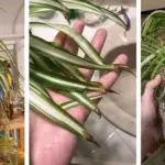 25 Perennials That Come Back Every Year